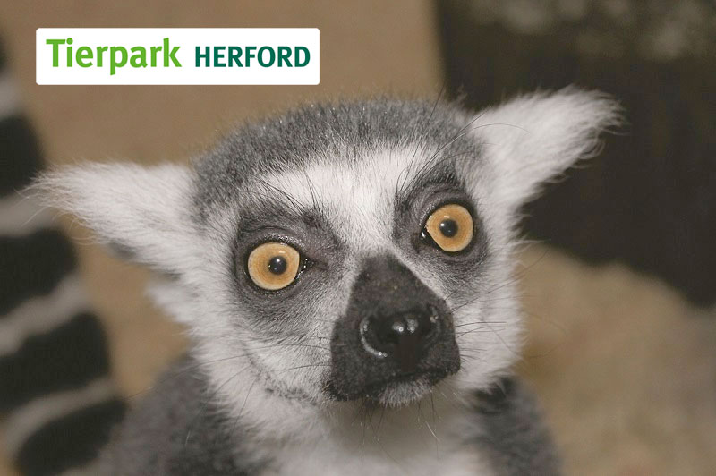 POS TUNING Kooperation Tierpark Herford Lemur